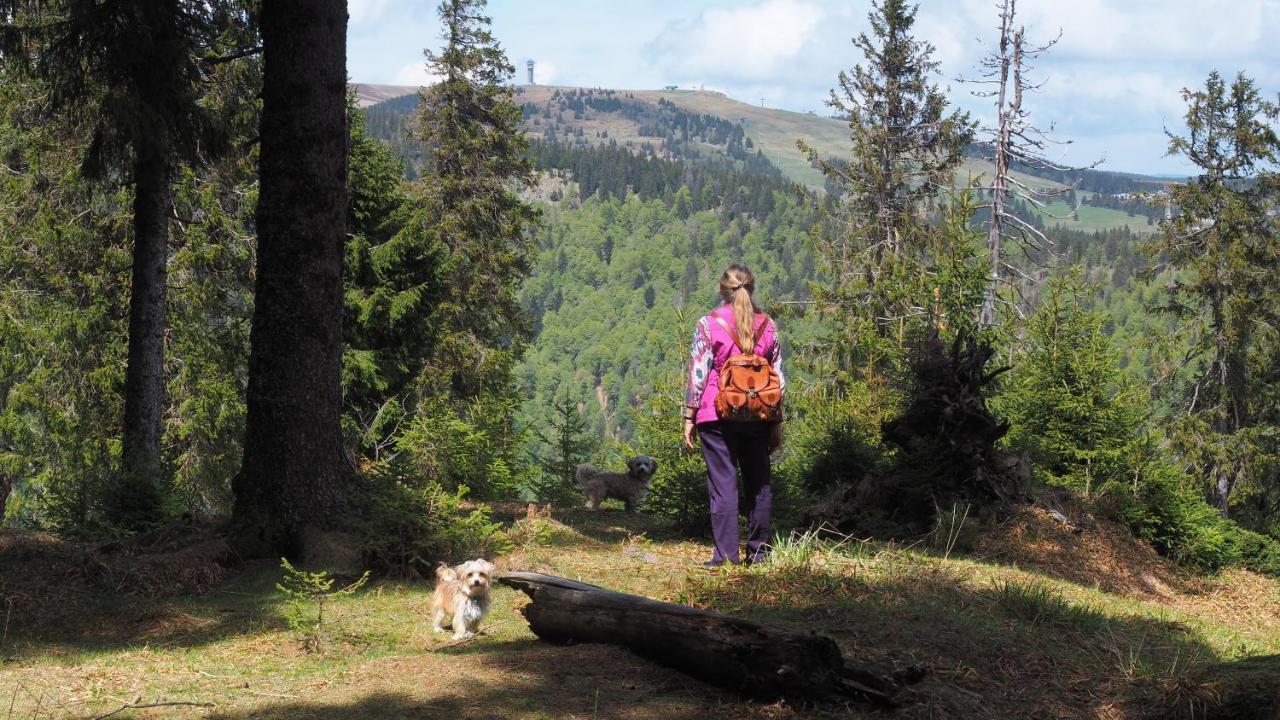 B1 Albmatte-Fewo Sauna, Hallenbad Aussenbecken Massagen Nebenan Menzenschwand-Hinterdorf エクステリア 写真