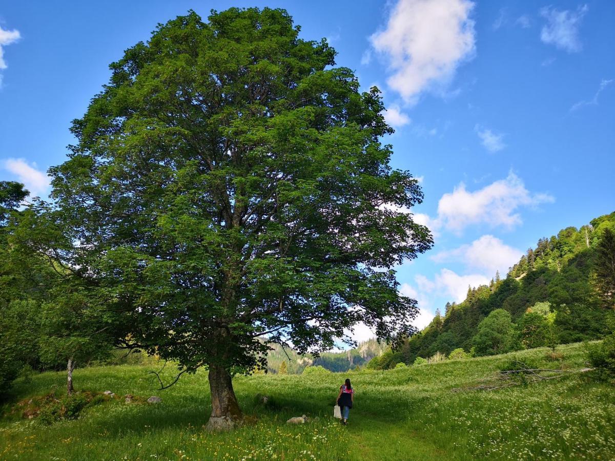 B1 Albmatte-Fewo Sauna, Hallenbad Aussenbecken Massagen Nebenan Menzenschwand-Hinterdorf エクステリア 写真